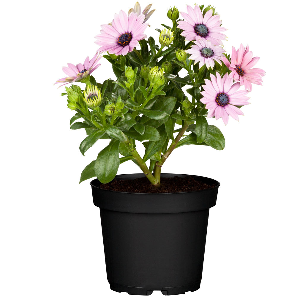 Kapkörbchen (Osteospermum ecklonis) - Rosa - immergrün - winterhart | Bild 2