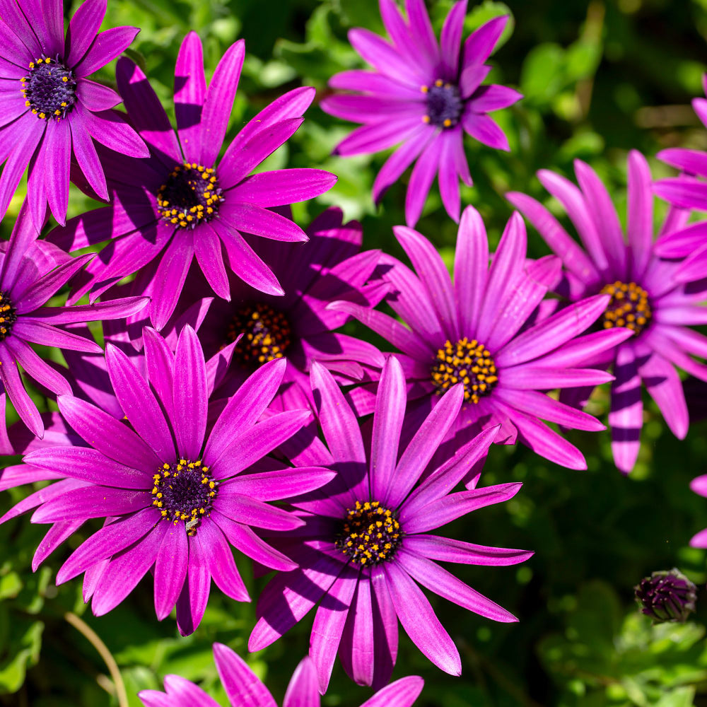 Kapkörbchen (Osteospermum ecklonis) - Violett - immergrün - winterhart | Bild 1