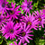 Kapkörbchen (Osteospermum ecklonis) - Violett - immergrün - winterhart | Bild 1