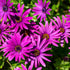 Kapkörbchen (Osteospermum ecklonis) - Violett - immergrün - winterhart | Bild 1