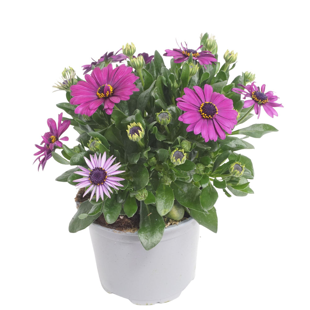 Kapkörbchen (Osteospermum ecklonis) - Violett - immergrün - winterhart | Bild 2