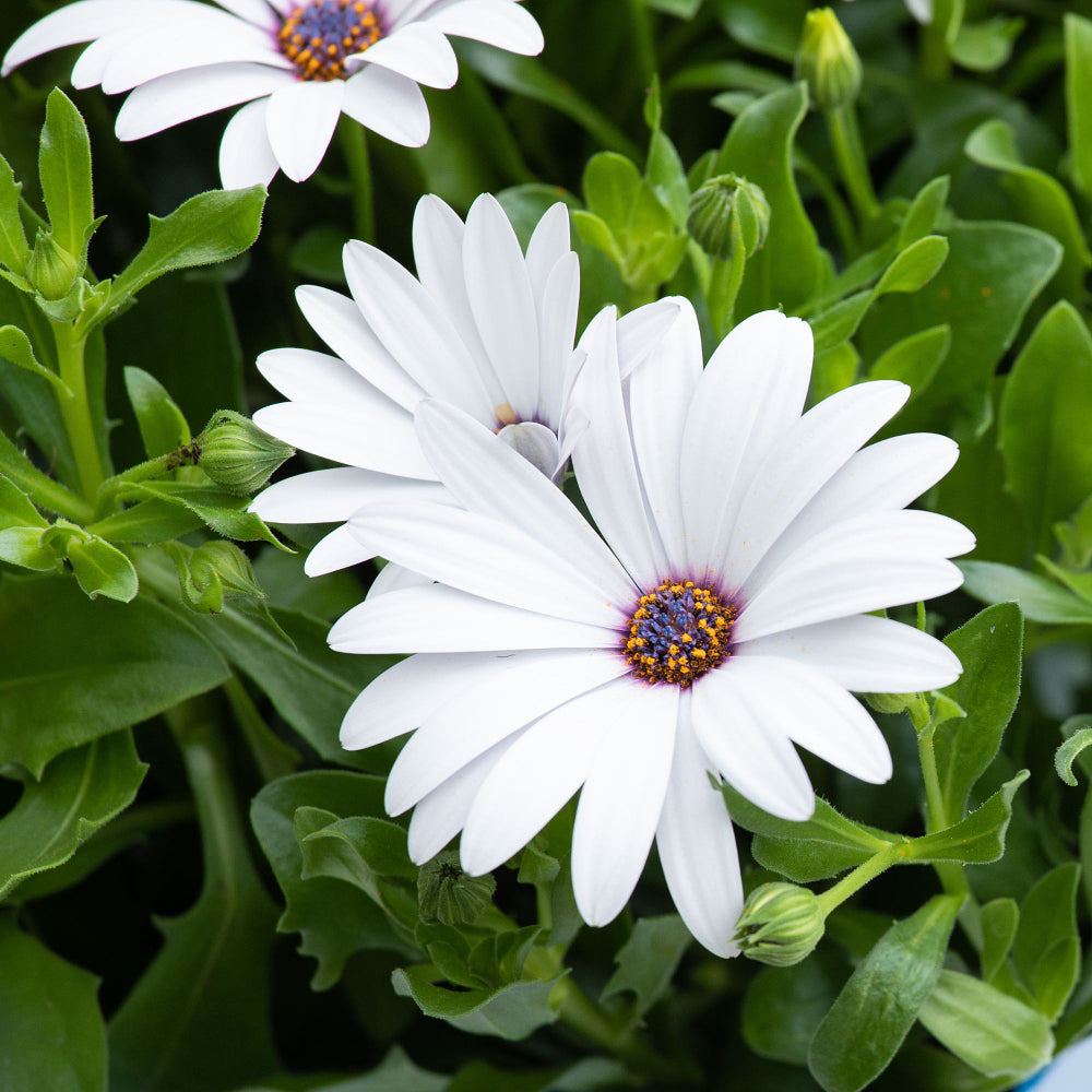 Kapkörbchen (Osteospermum ecklonis) - Weiß - immergrün - winterhart | Bild 1