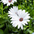 Kapkörbchen (Osteospermum ecklonis) - Weiß - immergrün - winterhart | Bild 1
