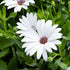 Kapkörbchen (Osteospermum ecklonis) - Weiß - immergrün - winterhart | Bild 1