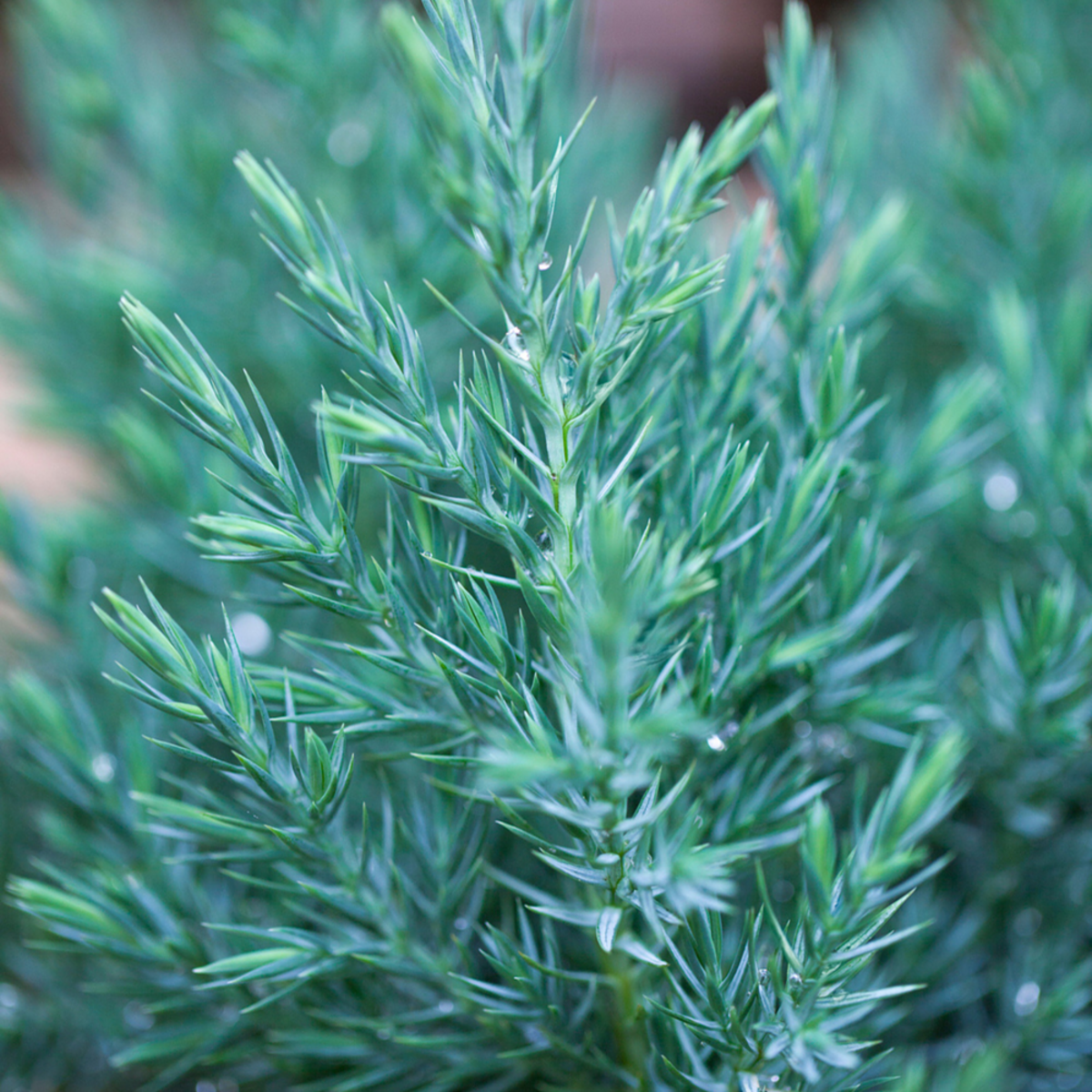 Kegelwachholder 'Stricta' (Juniperus Chinensis 'Stricta') - Blau - immergrün - winterhart | Bild 1