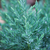 Kegelwachholder 'Stricta' (Juniperus Chinensis 'Stricta') - Blau - immergrün - winterhart | Bild 1