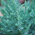 Kegelwachholder 'Stricta' (Juniperus Chinensis 'Stricta') - Blau - immergrün - winterhart | Bild 1