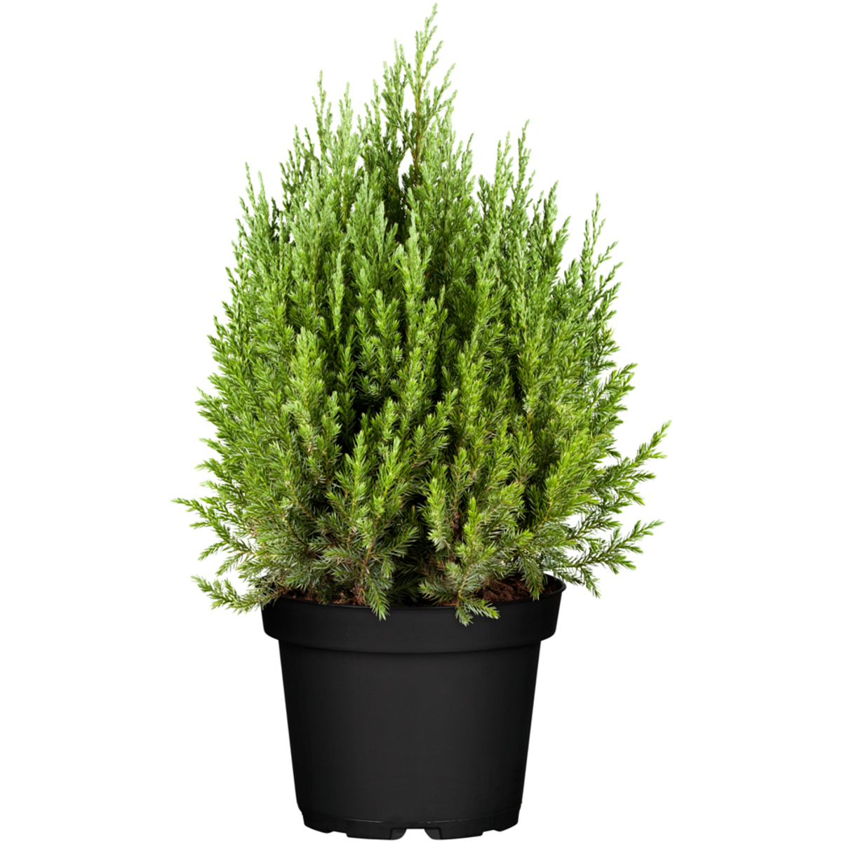 Kegelwachholder 'Stricta' (Juniperus Chinensis 'Stricta') - Blau - immergrün - winterhart | Bild 2