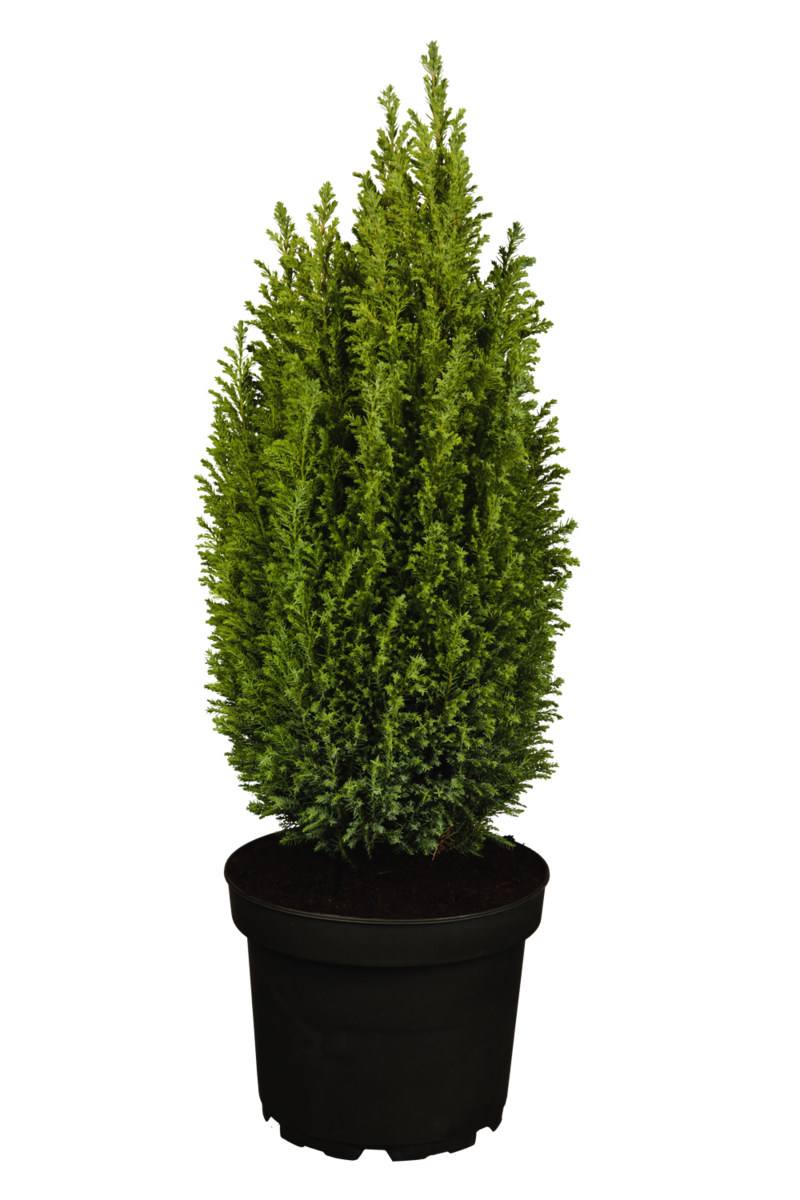 Kegelzypresse 'Ellwoodii' (Chamaecyparis lawsoniana 'Ellwoodii') - Blau - winterhart | Bild 2