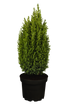 Kegelzypresse 'Ellwoodii' (Chamaecyparis lawsoniana 'Ellwoodii') - Blau - winterhart | Bild 2