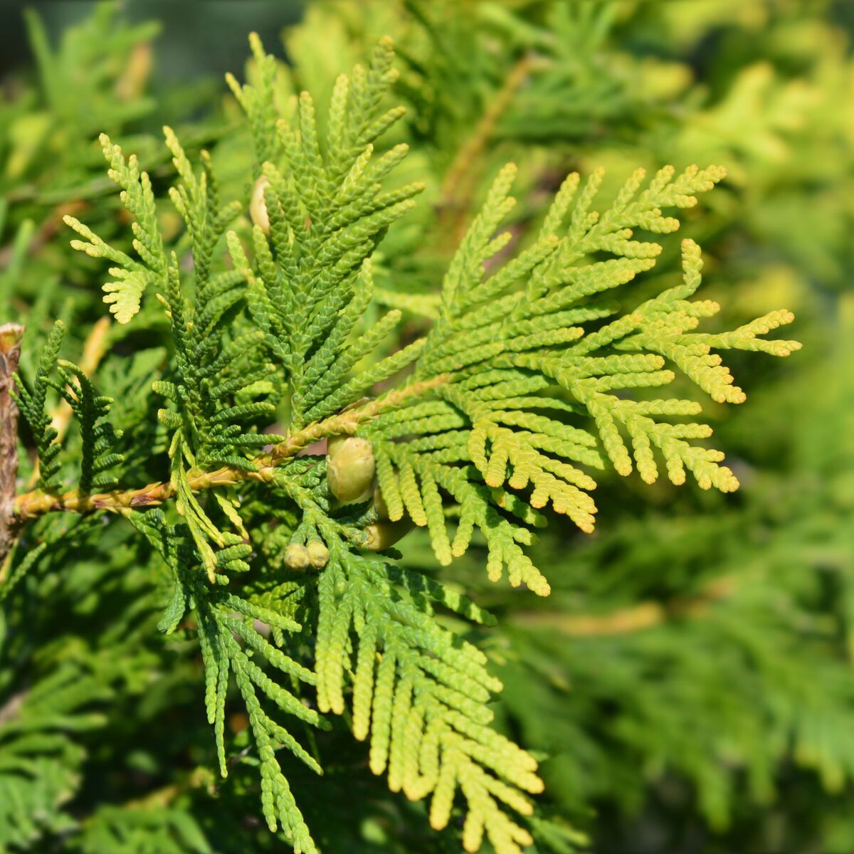 Kegelzypresse 'Ellwoods Empire' (Chamaecyparis lawsoniana 'Ellwood's Empire') - Gelb - immergrün - winterhart | Bild 1