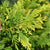 Kegelzypresse 'Ellwoods Empire' (Chamaecyparis lawsoniana 'Ellwood's Empire') - Gelb - immergrün - winterhart | Bild 1