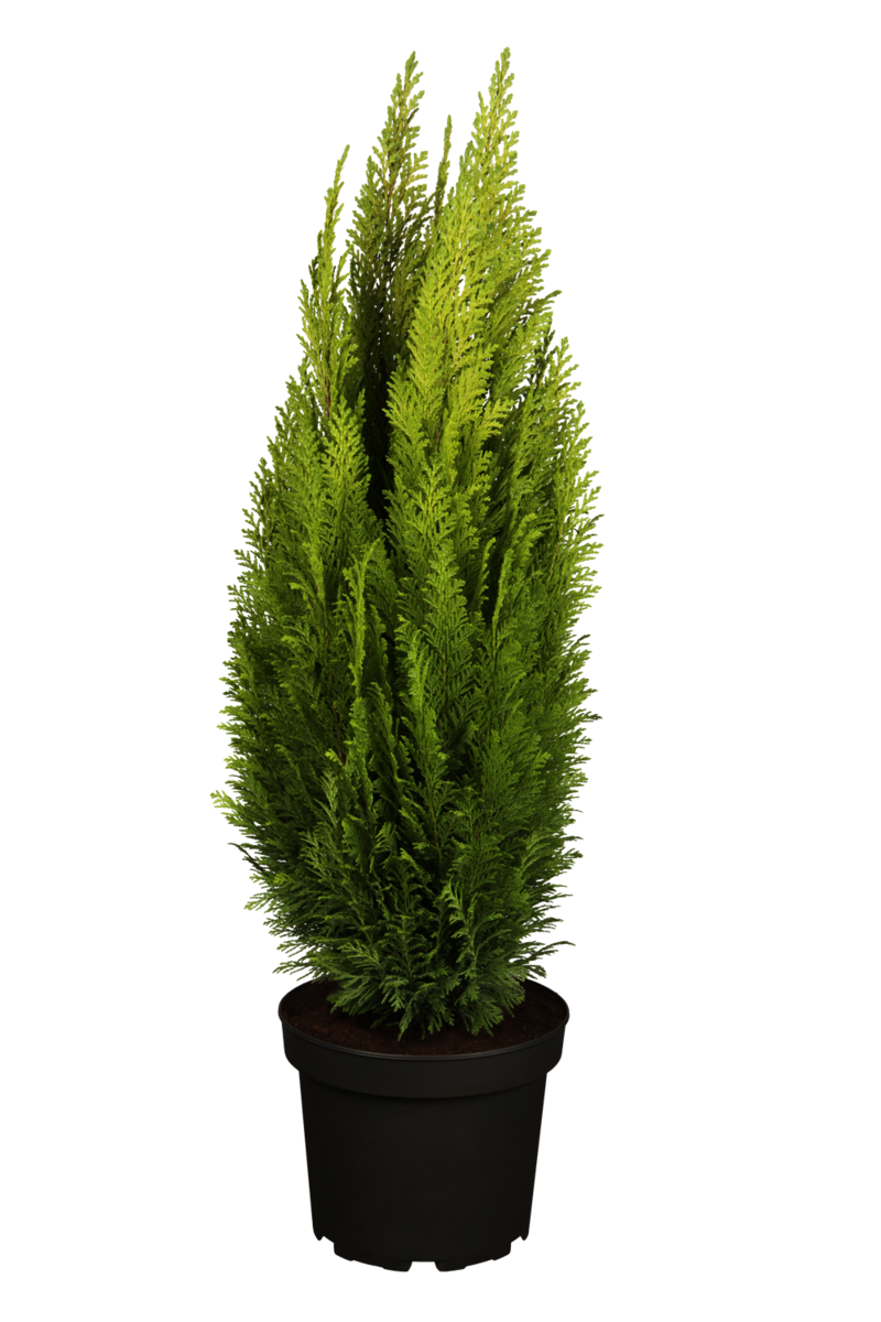 Kegelzypresse 'Ellwood's Empire' (Chamaecyparis lawsoniana 'Ellwood´s Empire') - Grün - immergrün - winterhart | Bild 2