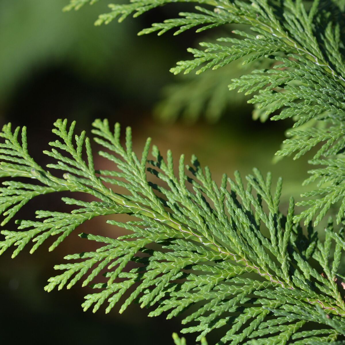 Kegelzypresse 'Ellwood's Pillar' (Chamaecyparis lawsoniana 'Ellwood's Pillar') - Grün - immergrün - winterhart | Bild 1