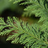 Kegelzypresse 'Ellwood's Pillar' (Chamaecyparis lawsoniana 'Ellwood's Pillar') - Grün - immergrün - winterhart | Bild 1