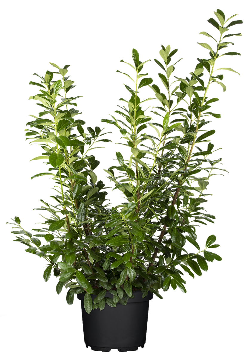 Kirschlorbeer 'Novita', 5er-Set (Prunus laurocerasus 'Novita') - Weiß - immergrün - winterhart | Bild 2