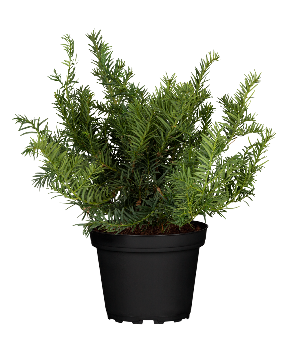 Kissen-Eibe ' 'Repandens' (Taxus baccata 'Repandens') - Grün - immergrün - winterhart | Bild 2