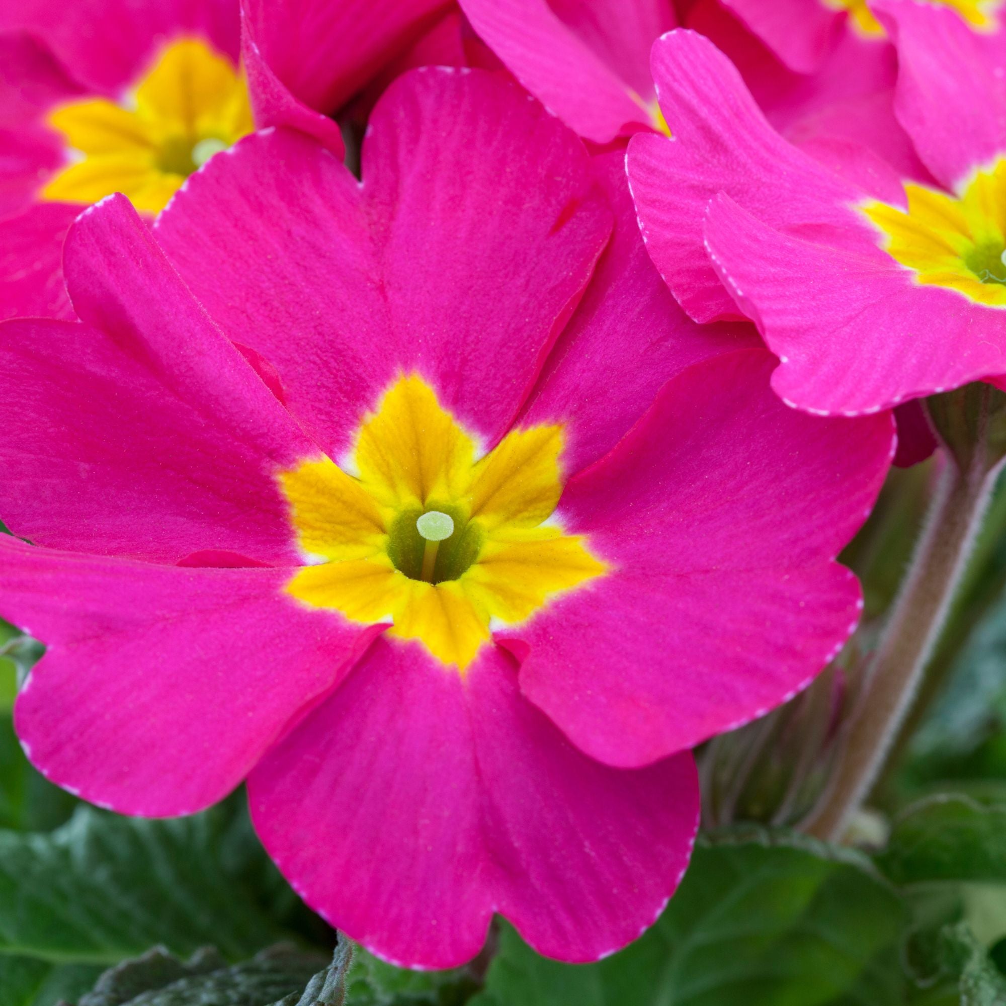 Kissenprimel (Primula acaulis) - Pink - winterhart | Bild 2