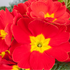 Kissenprimel (Primula acaulis) - Rot - winterhart | Bild 1