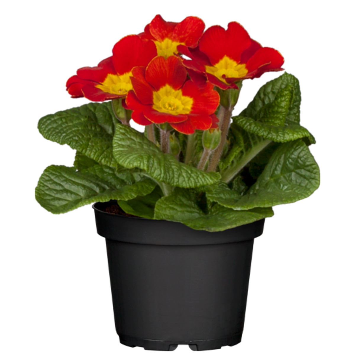 Kissenprimel (Primula acaulis) - Rot - winterhart | Bild 2