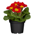 Kissenprimel (Primula acaulis) - Rot - winterhart | Bild 2