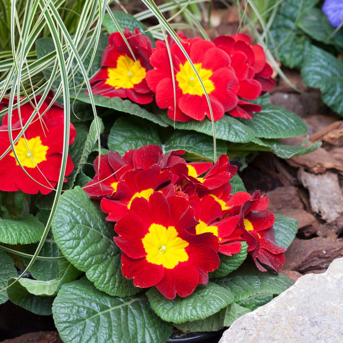 Kissenprimel (Primula acaulis) - Rot - winterhart | Bild 3