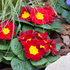 Kissenprimel (Primula acaulis) - Rot - winterhart | Bild 3