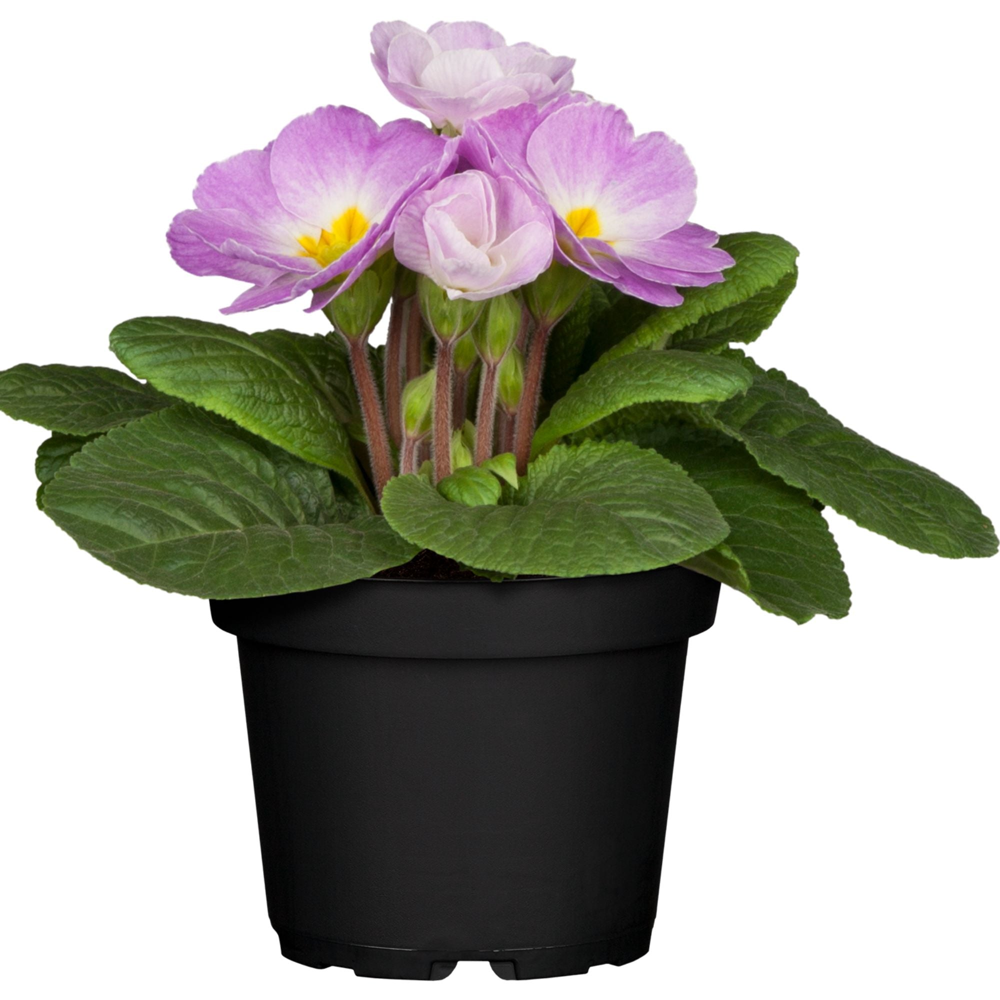 Kissenprimel (Primula acaulis) - Violett - winterhart | Bild 1