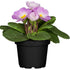 Kissenprimel (Primula acaulis) - Violett - winterhart | Bild 1