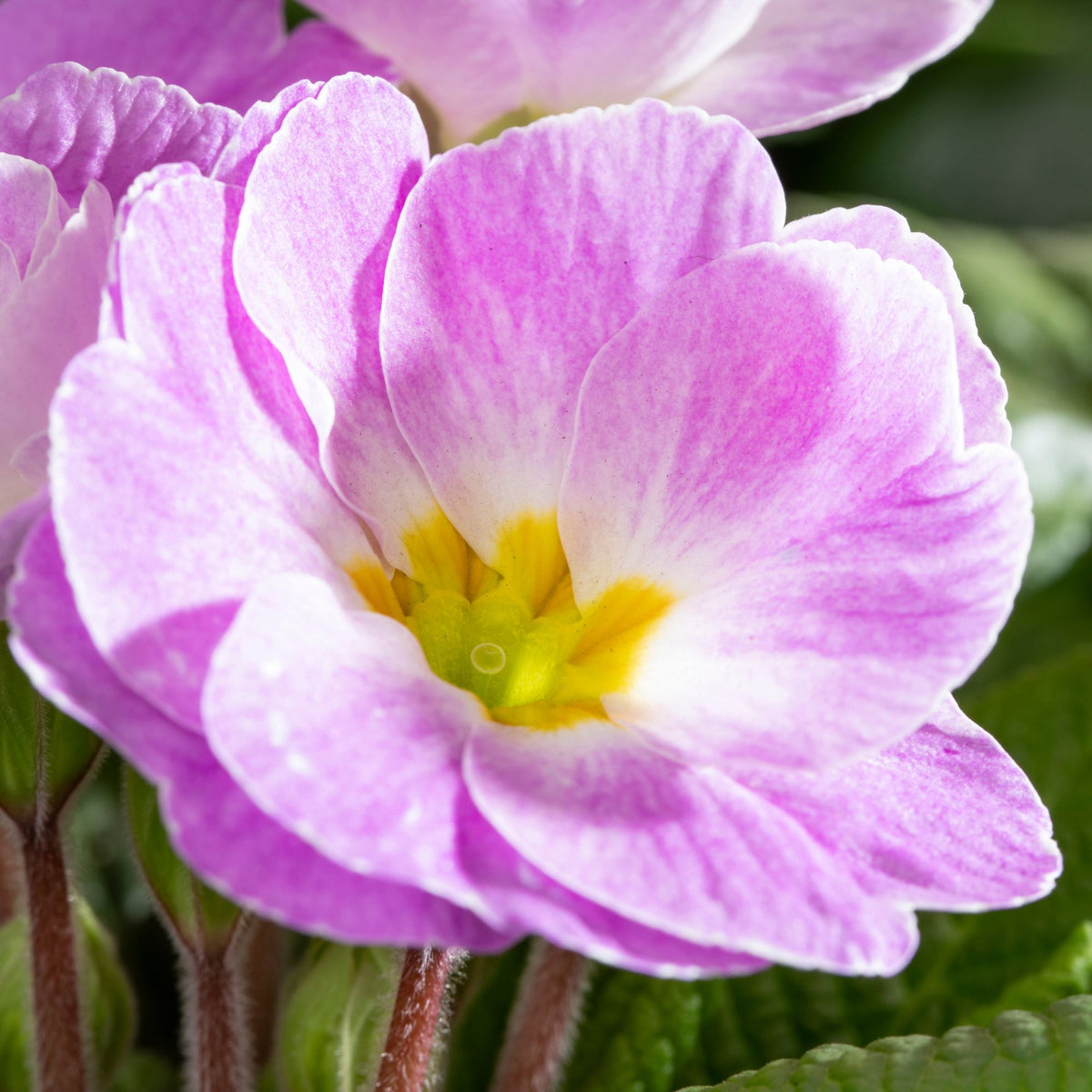 Kissenprimel (Primula acaulis) - Violett - winterhart | Bild 2