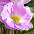 Kissenprimel (Primula acaulis) - Violett - winterhart | Bild 2