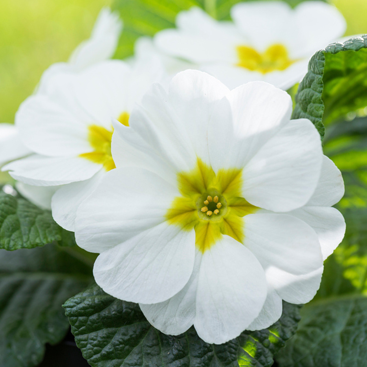Kissenprimel (Primula acaulis) - Weiß - winterhart | Bild 1