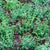 Kleinblättriger Teppichspindel 'Minimus', 12er-Set (Euonymus japonicus 'Minimus' ) - Grün - immergrün - winterhart | Bild 1