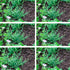 Kleinblättriger Teppichspindel 'Minimus', 12er-Set (Euonymus japonicus 'Minimus' ) - Grün - immergrün - winterhart | Bild 2