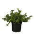 Kleinblättriger Teppichspindel'Minimus' (Euonymus japonicus 'Minimus') - Grün - immergrün - winterhart | Bild 1