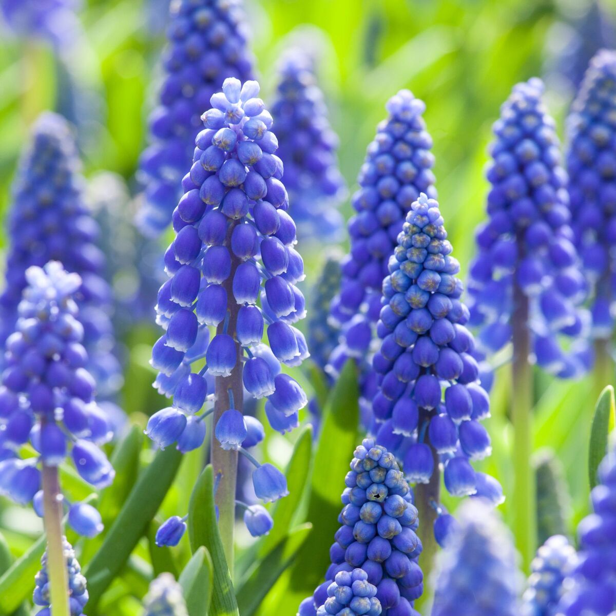 Kleine Traubenhyazinthe (Muscari armeniacum) - Blau - sommergrün - winterhart | Bild 1