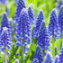 Kleine Traubenhyazinthe (Muscari armeniacum) - Blau - sommergrün - winterhart | Bild 1