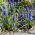 Kleine Traubenhyazinthe (Muscari armeniacum) - Blau - sommergrün - winterhart | Bild 3