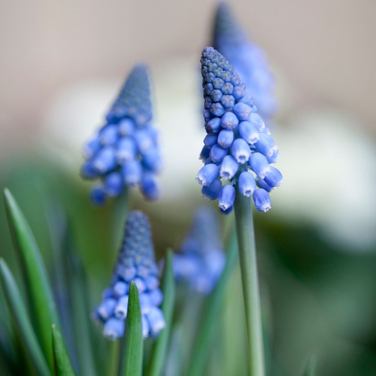 Kleine Traubenhyzinthe 'Big Smile' (Muscari armeniacum 'Big Smile') - Blau - sommergrün - winterhart | Bild 1