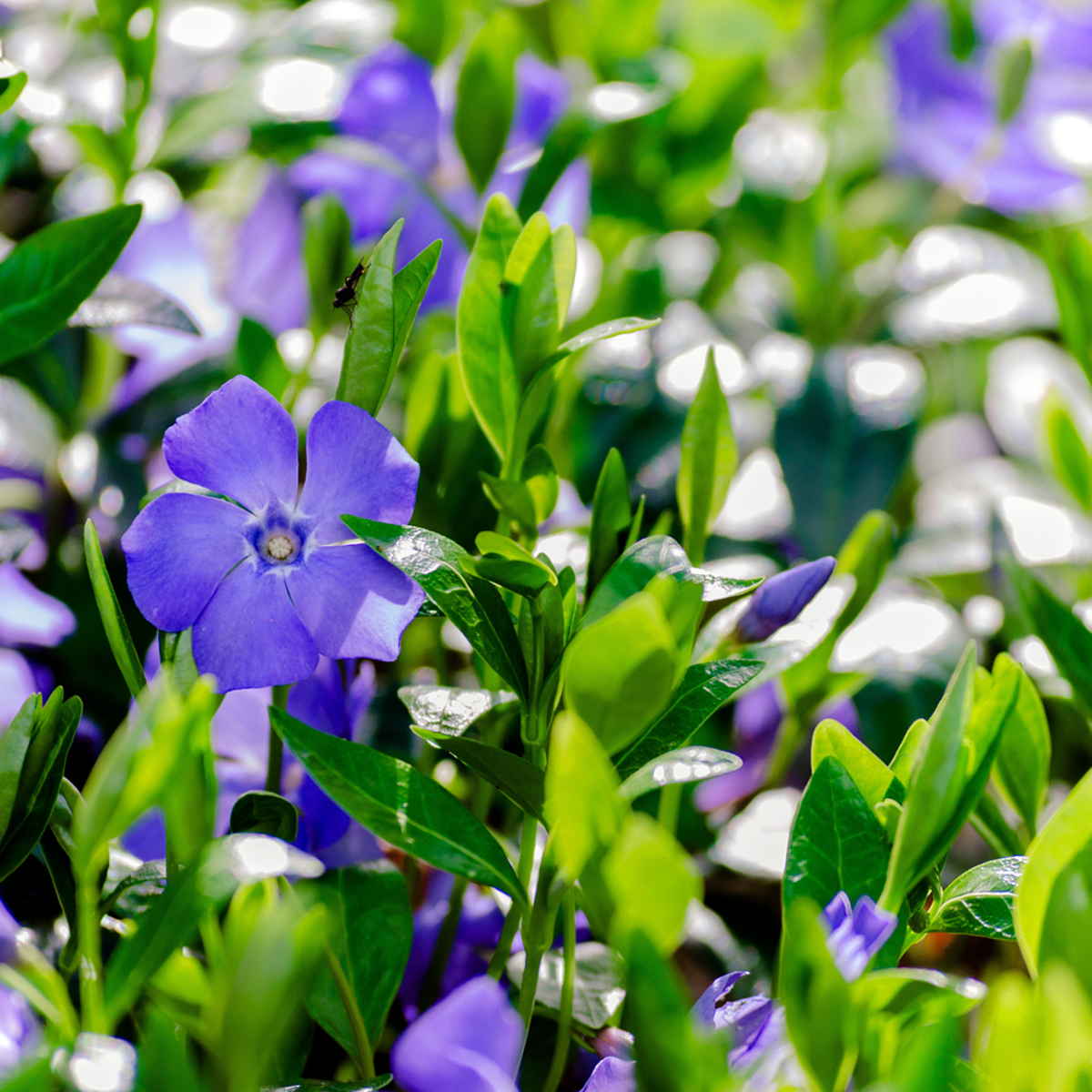 Kleines Immergrün, 12er-Set (Vinca minor) - Violett - immergrün - winterhart | Bild 1