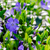 Kleines Immergrün, 12er-Set (Vinca minor) - Violett - immergrün - winterhart | Bild 1