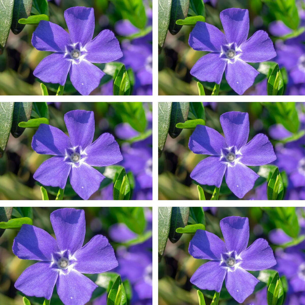 Kleines Immergrün, 12er-Set (Vinca minor) - Violett - immergrün - winterhart | Bild 2