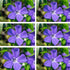 Kleines Immergrün, 12er-Set (Vinca minor) - Violett - immergrün - winterhart | Bild 2