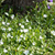Kleines Immergrün 'Alba', 12er-Set (Vinca minor 'Alba') - Weiß - immergrün - winterhart | Bild 1