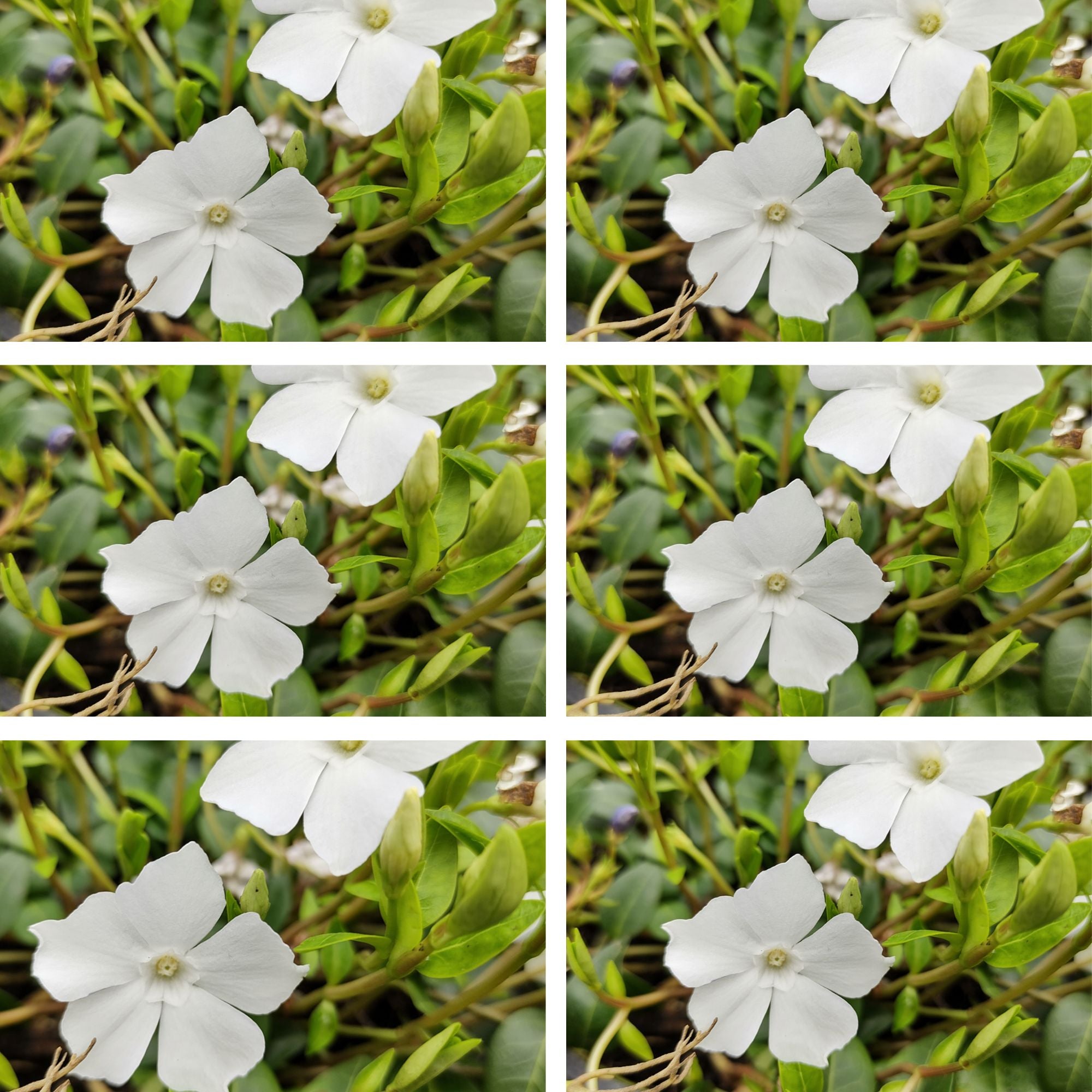 Kleines Immergrün 'Alba', 12er-Set (Vinca minor 'Alba') - Weiß - immergrün - winterhart | Bild 2