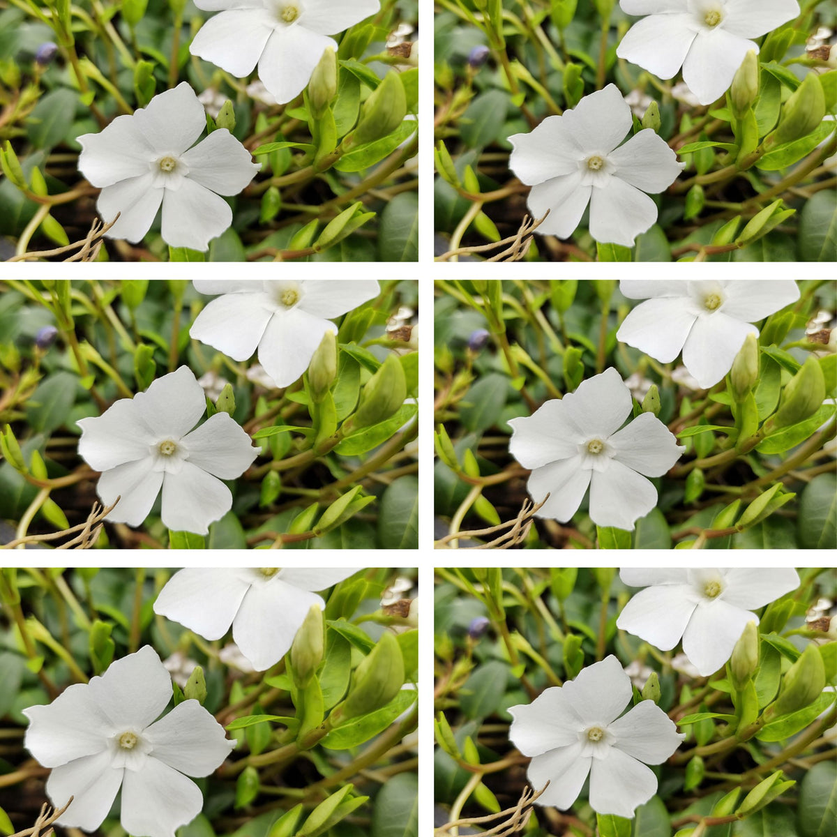 Kleines Immergrün 'Alba', 12er-Set (Vinca minor 'Alba') - Weiß - immergrün - winterhart | Bild 2