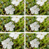 Kleines Immergrün 'Alba', 12er-Set (Vinca minor 'Alba') - Weiß - immergrün - winterhart | Bild 2