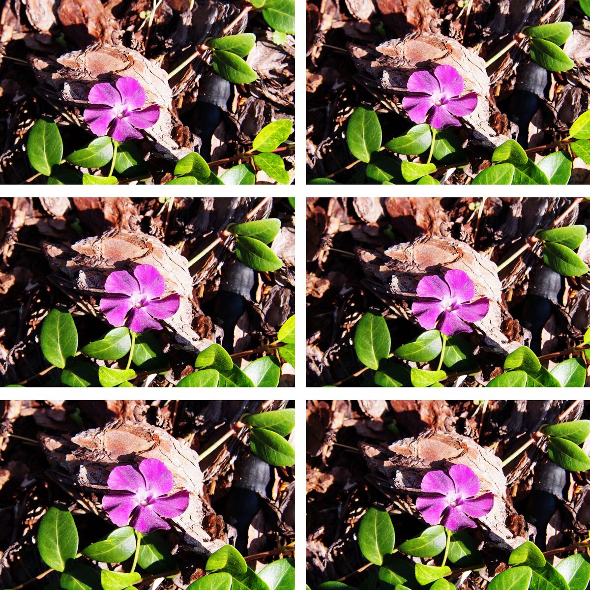 Kleines Immergrün 'Atropurpurea', 12er-Set - Rot - immergrün - winterhart | Bild 2