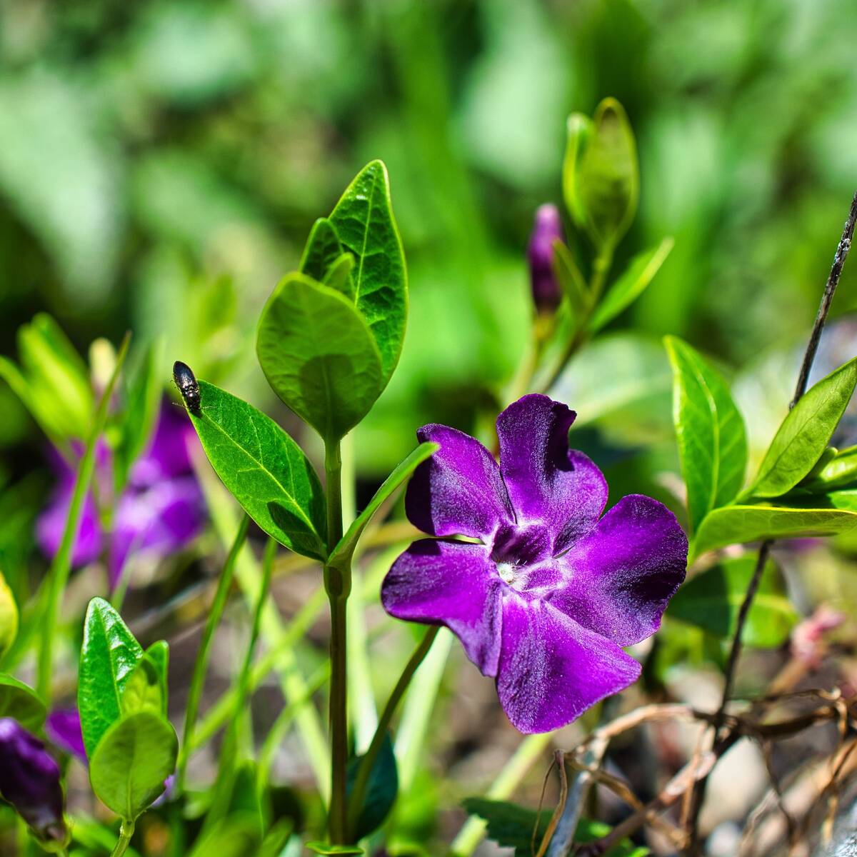 Kleines Immergrün 'Atropurpurea' (Vinca minor 'Atropurpurea') - Grün - winterhart | Bild 1