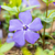 Kleines Immergrün 'Bowles Cunningham', 12er-Set (Vinca minor 'Bowles Cunningham') - Violett - immergrün - winterhart | Bild 1
